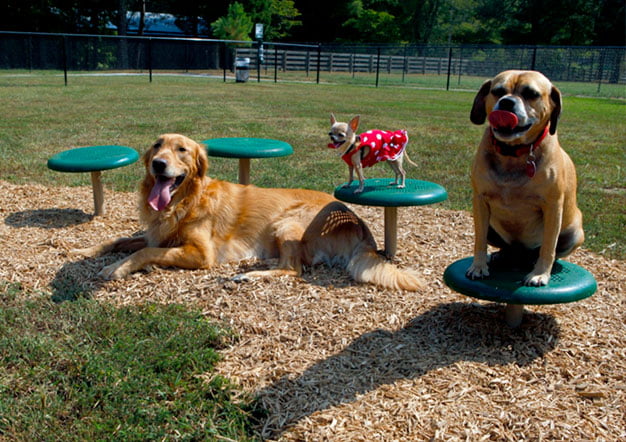 Los mejores parques para que tu perro pueda jugar ·
