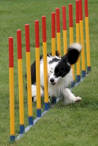 Parques de entrenamiento canino, ¿cómo son?, funciones y características –  Junquero