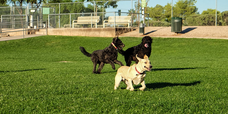 División de parques caninos para perros grandes y pequeños y normas de  igualdad.