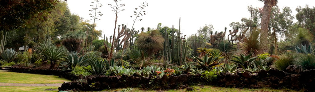 Imagen Flora nativa de la Ciudad de México