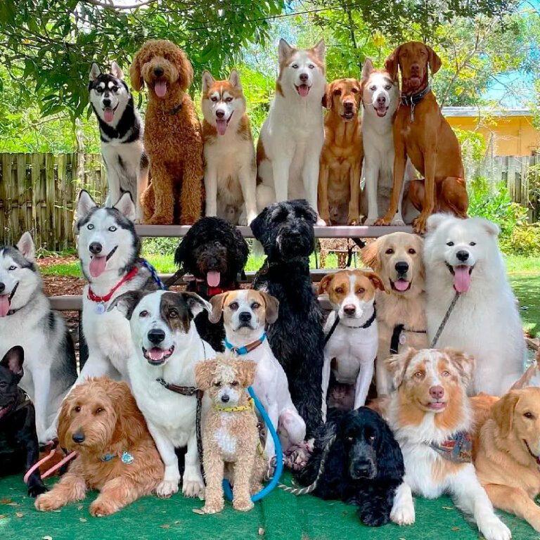 Imagen-Los-Mejores-Parques-Caninos