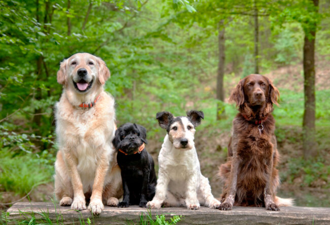 La importancia de jugar con tu perro Imagen La importancia de jugar con tu perro