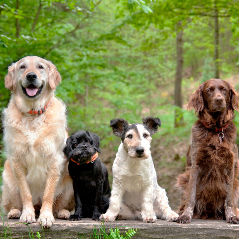 Imagen La importancia de jugar con tu perro