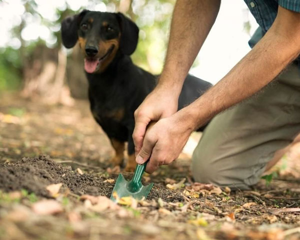 Composta y desechos caninos Imagen de Composta y desechos caninos