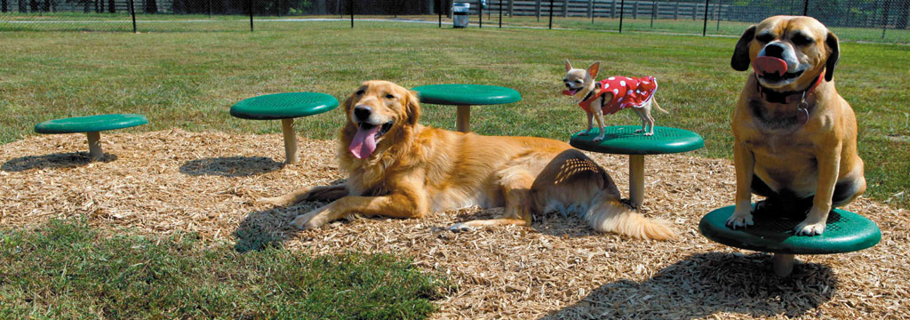 Parques caninos con superficies absorbente Imagen de Parques caninos con superficies absorbente