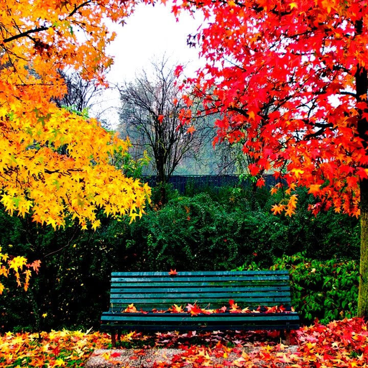 Imagen de Juegos sensoriales en otoño